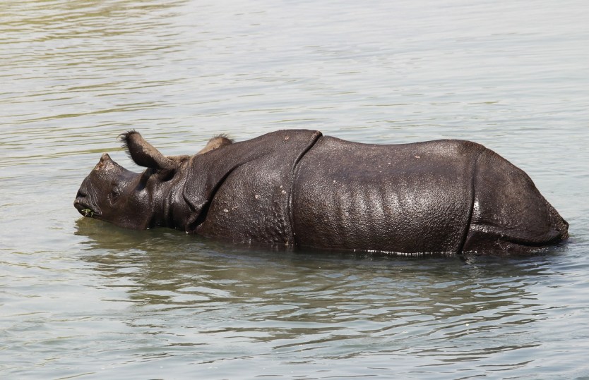 Best Times to Visit Nepal for Unique Experiences 3 chitwan national park