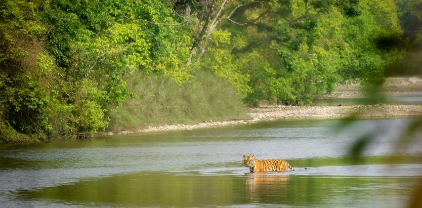 Bardiya National Park: Your Gateway to Untamed Wilderness 3 Bengal tiger in Bardiya National Park