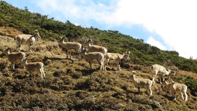 Tsum Valley: Exploring the Hidden Valley 3 Blue Sheep (Pseudois nayaur) in Upper Tsum. Photo: Madhu Chettri