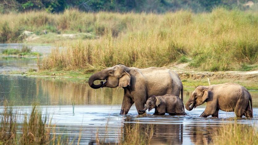 21 Compelling Reasons to Visit Nepal 3 Chitwan national park