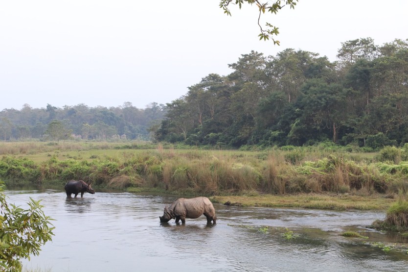 Explore Nepal's Wonders: UNESCO World Heritage Sites in Nepal 10 Chitwan National Park: World heritage site