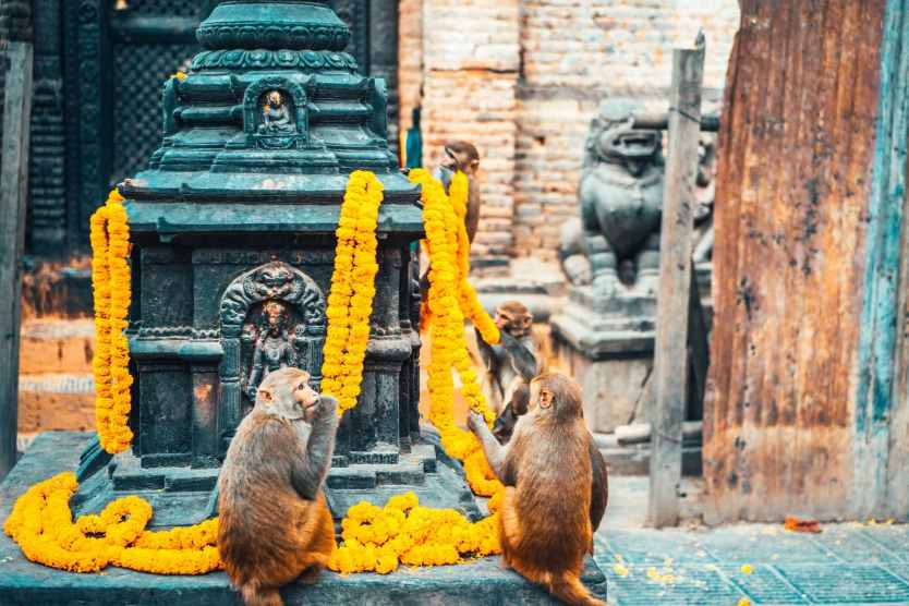 Get Inspired at Swayambhunath (Monkey Temple) 8 monkey around Swayambhunath