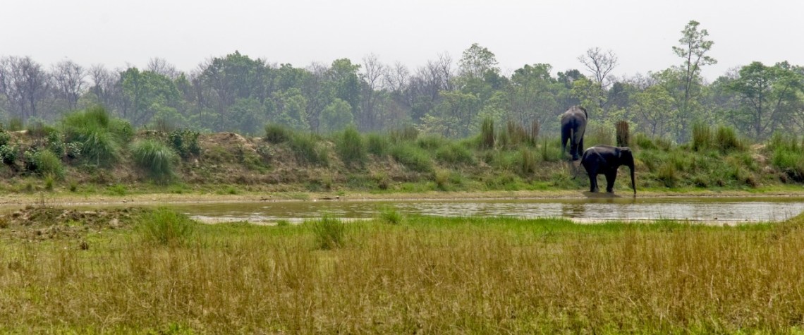 Parsa National Park: A Paradise for Wildlife Enthusiasts 1 Parsa National Park