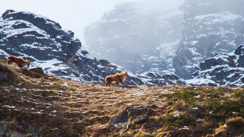 Adventure in Nepal 2024: Naturally Nepal Once is not Enough 2 Himalayan thar