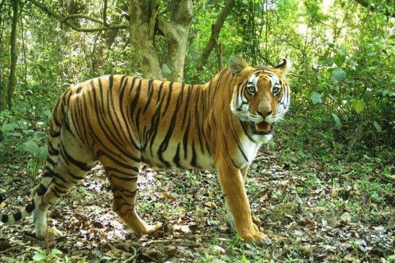 Banke National Park: A Natural Wonder in Nepal 5 Bangel Tiger