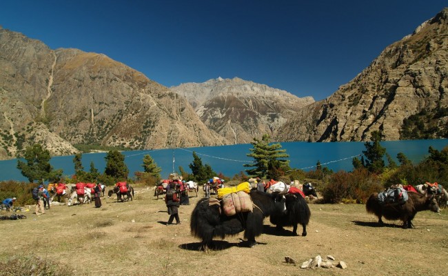 Things You Must Know Before Traveling to Nepal 1 upper-dolpa yak carrying
