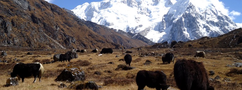 Kanchenjunga Conservation Area: Nepal's Breathtaking Biodiversity 3 Flora and Fauna Found