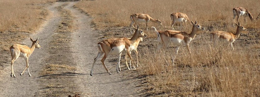 Krishnasaar Conservation Area: A Haven for Nature Lovers 3 Wildlife and vegetation