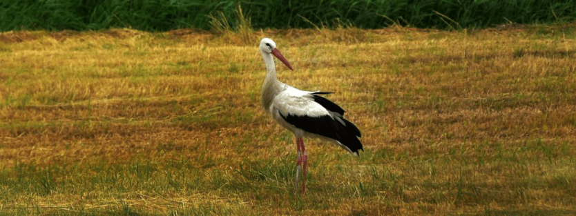 Koshi Tappu Wildlife Reserve: A Haven for Nature Enthusiasts 2 majestic Sarus Crane