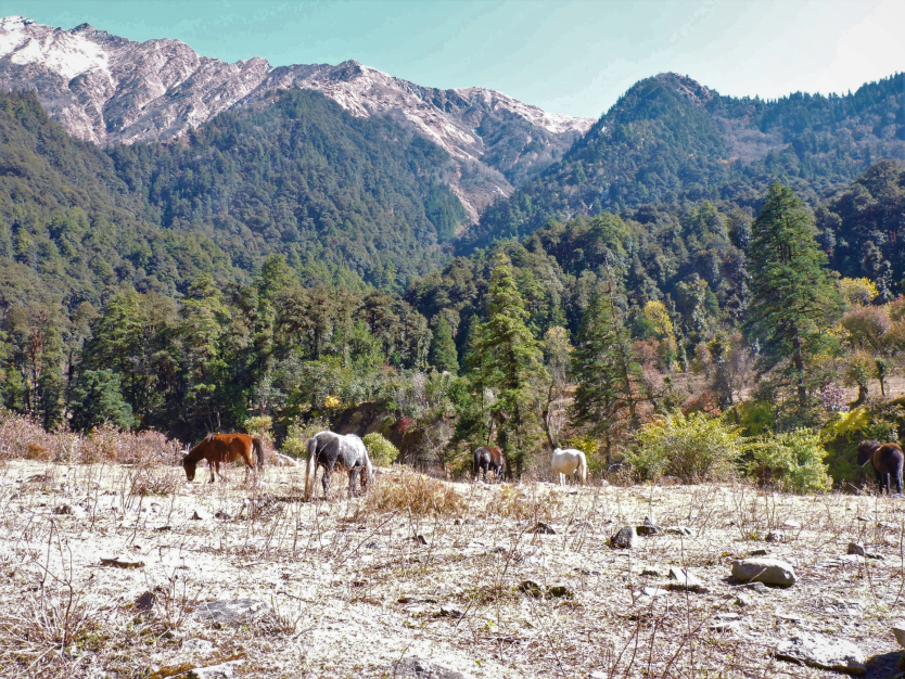 Discover the Thrills of Api Nampa Conservation Area 3 Ksheti Pasture land