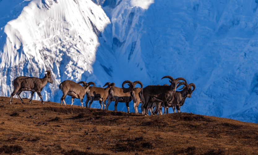 All 6 Conservation Areas in Nepal 3 Annapurna Conservation Area