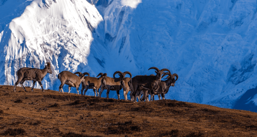 Annapurna Conservation Area: A Nature Lover's Paradise 4 Wildlife in Annapurna Conservation Area