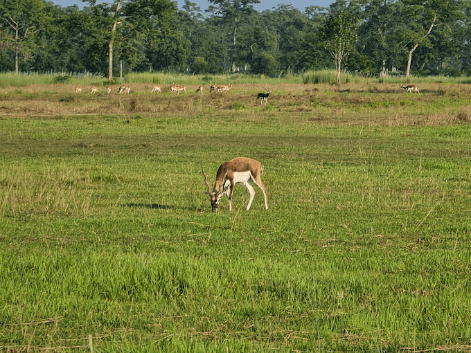 Krishnasaar Conservation Area: A Haven for Nature Lovers 2 Blackbuck