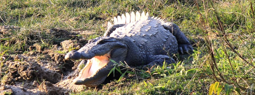 Koshi Tappu Wildlife Reserve: A Haven for Nature Enthusiasts 3 Gharial Crocodile